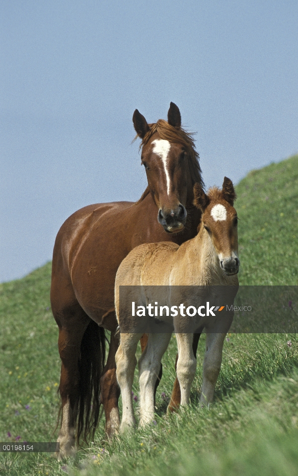 Nacional yegua (Equus caballus) de caballo con potro en ladera herbosa, Italia