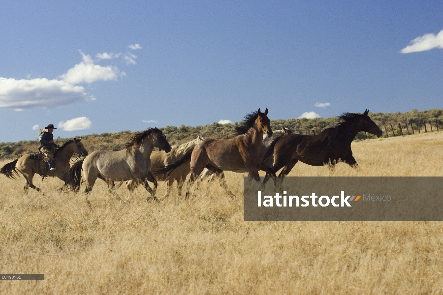 Vaquera conducir grupo caballo doméstico (caballus de Equus), Oregon