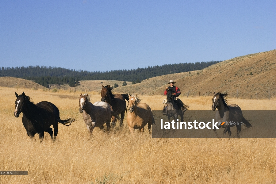 Grupo doméstico de caballo (Equus caballus) conducido por vaquero, Oregon