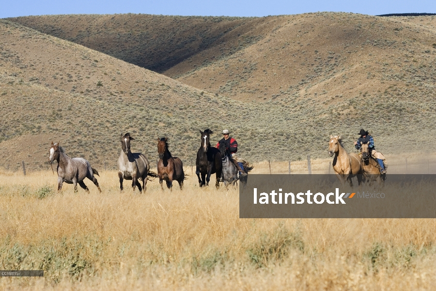 Grupo doméstico de caballo (Equus caballus) conducido por vaqueros, Oregon