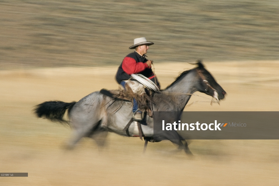 Vaquero en caballo doméstico (caballus de Equus) a través del campo, Oregon