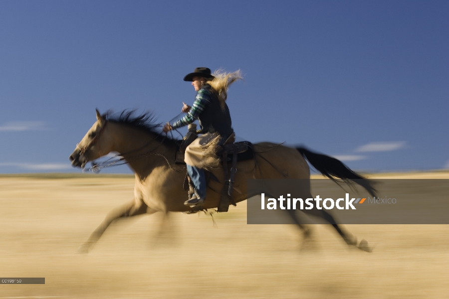 Vaquera en el caballo doméstico (caballus de Equus) corriendo por el campo, Oregon