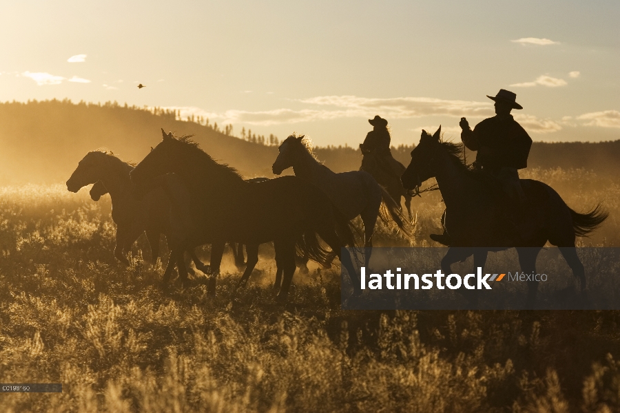 Grupo doméstico de caballo (Equus caballus) conducido por vaquero, Oregon