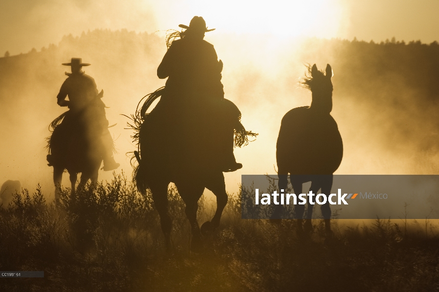 Vaqueros de pastoreo grupo caballo doméstico (caballus de Equus) al atardecer, Oregon