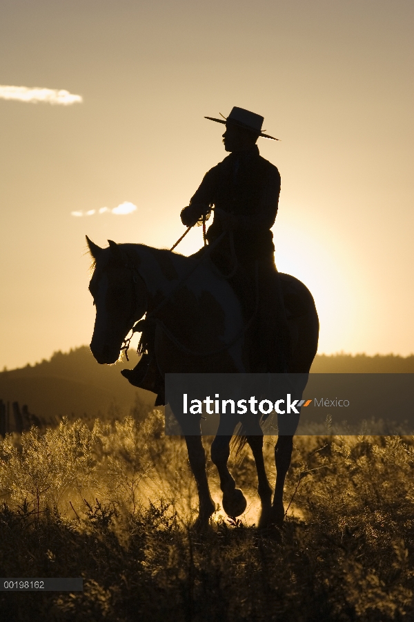 Vaquero caballo caballo doméstico (caballus de Equus) al atardecer, Oregon