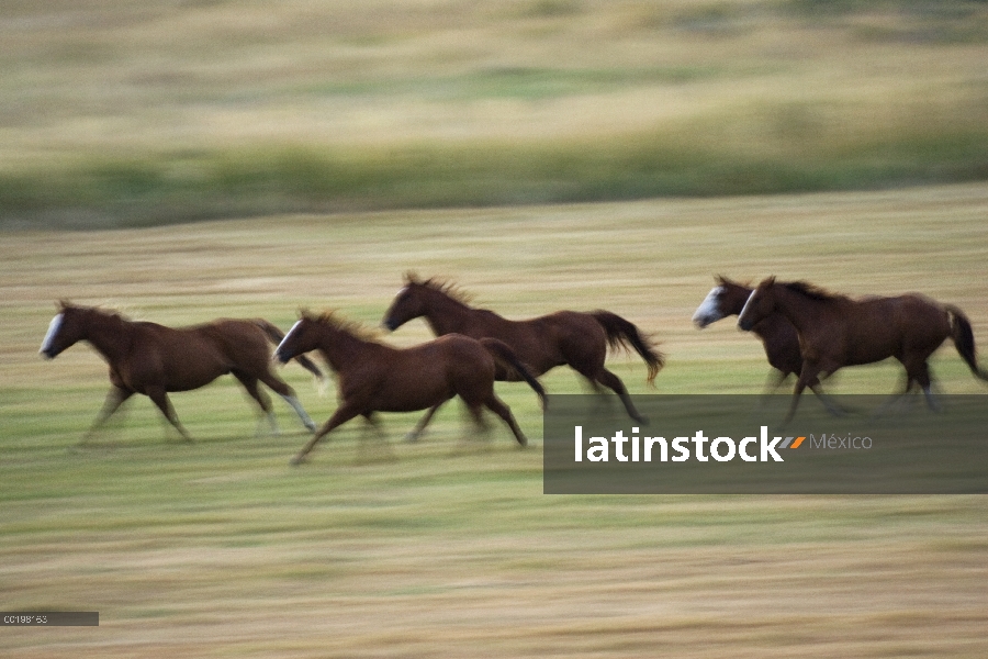 Manada de (Equus caballus) caballo doméstico de cinco Galopando a través de campo, Oregon