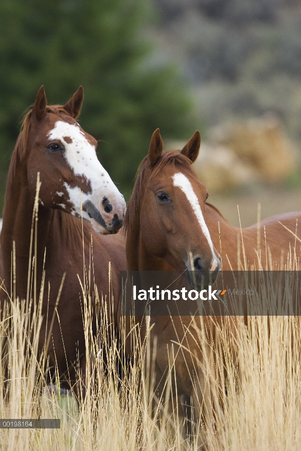 Nacional par de caballo (Equus caballus) en hierba alta, Oregon