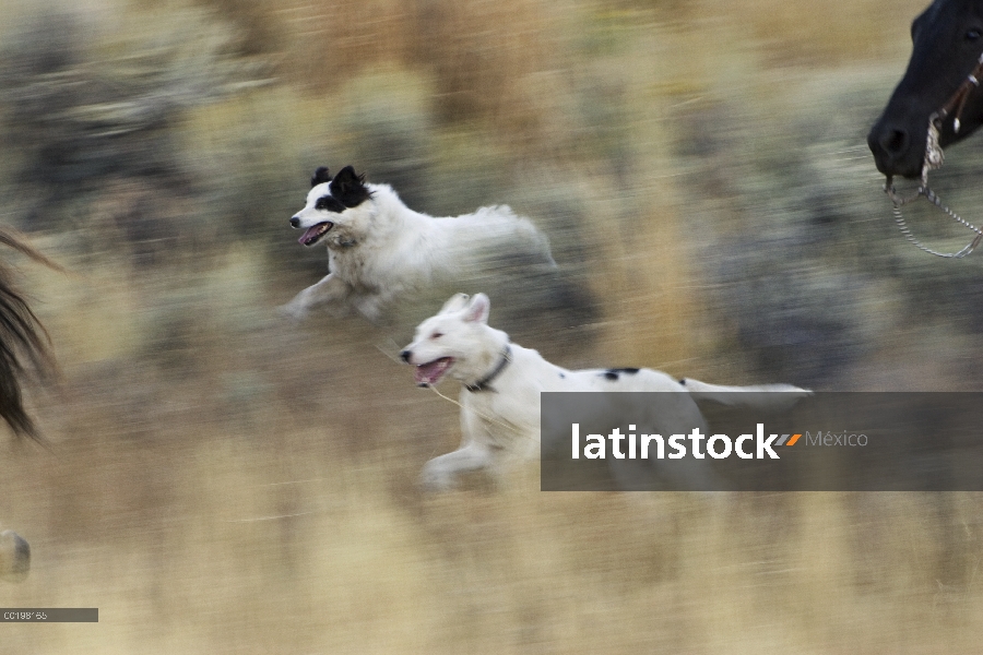 Par de perro (Canis familiaris) corriendo con los caballos, Oregon