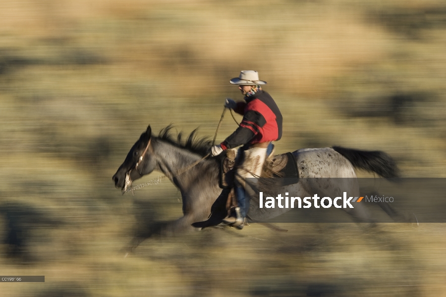 Vaquero caballo caballo doméstico (caballus de Equus) por campo, Oregon