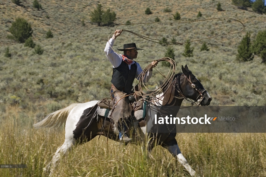 Vaquero caballo doméstico (caballus de Equus) tirar un lazo, Oregon