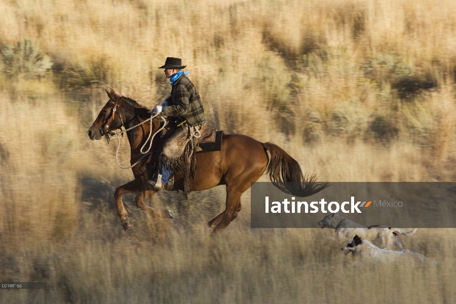 Vaquero caballo doméstico (caballus de Equus) es seguido por dos perros (Canis familiaris), Oregon