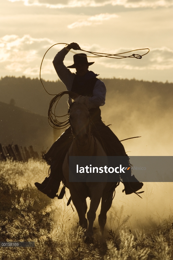 Vaquero en caballo doméstico (caballus de Equus) lanzando el lazo al atardecer, Oregon