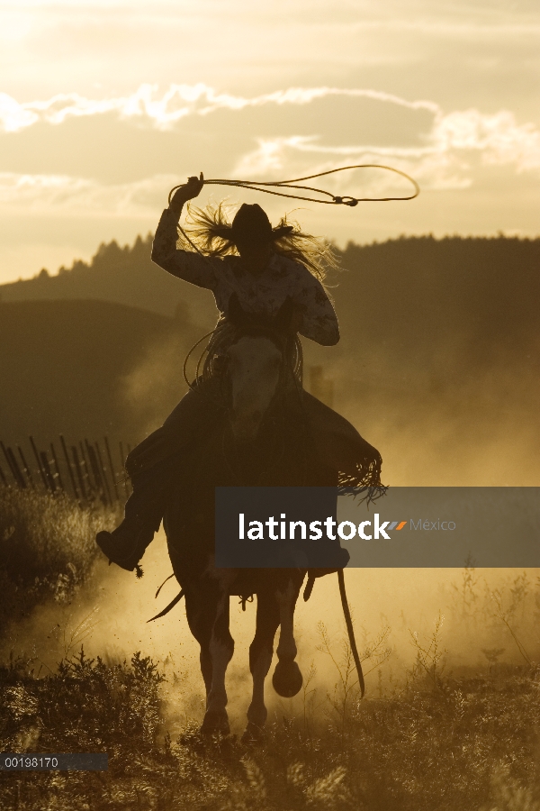 Vaquera en el caballo doméstico (caballus de Equus) lanzando el lazo al atardecer, Oregon