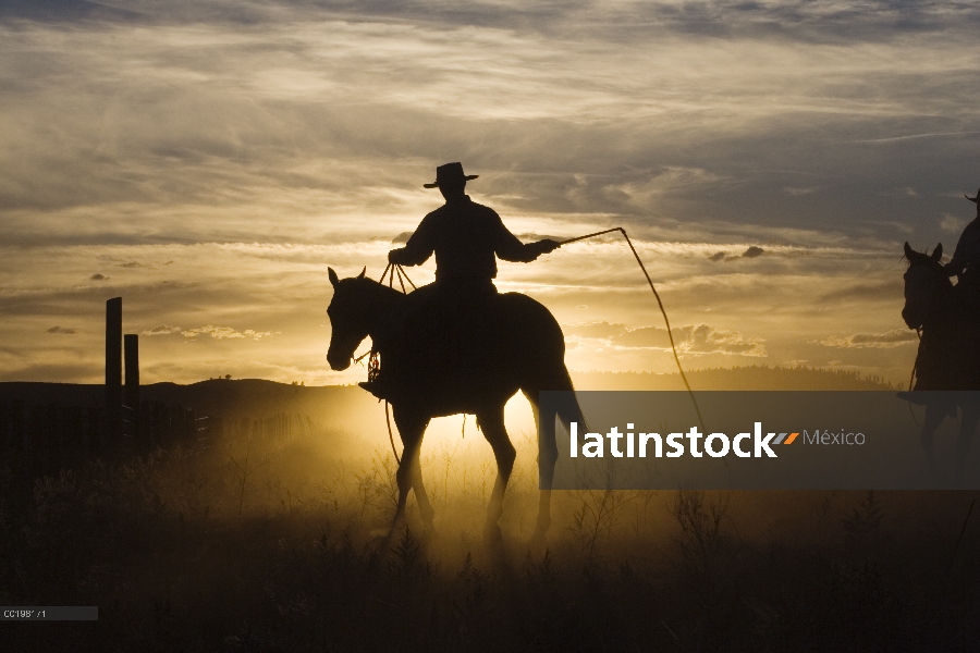 Vaquero en caballo doméstico (caballus de Equus) montar a caballo con el látigo al atardecer, Oregon