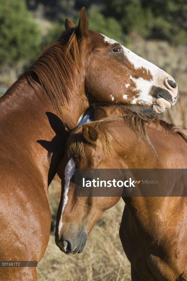 Nacional par (Equus caballus) de caballo acariciando, Oregon