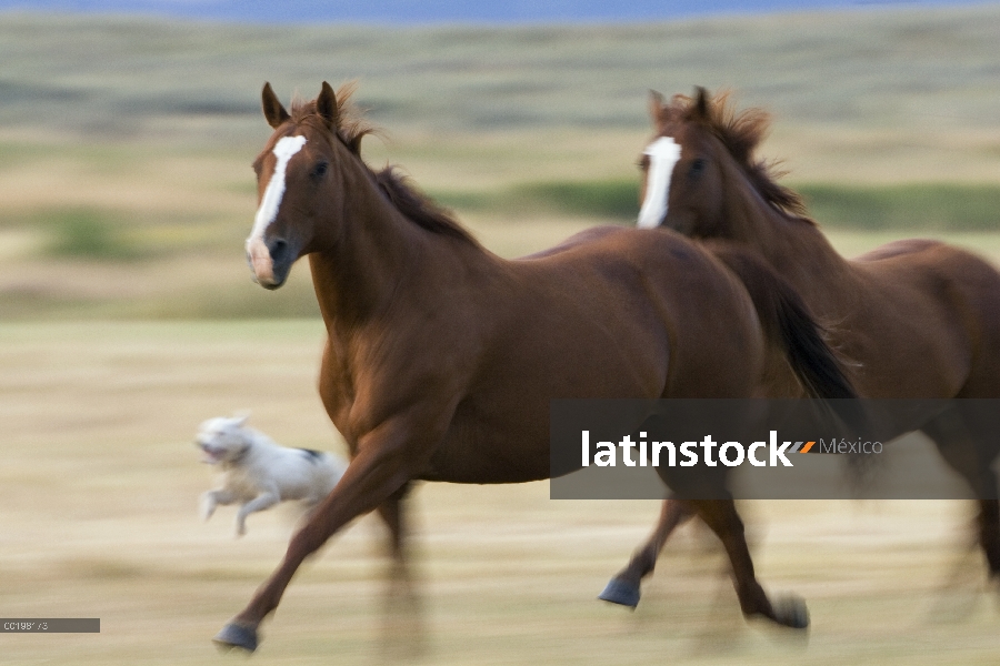 Nacional par (Equus caballus) de caballo galopando, Oregon