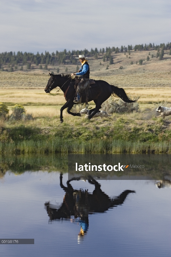 Cowboy montando un caballo doméstico (caballus de Equus) al lado del estanque con dos perros, Oregon