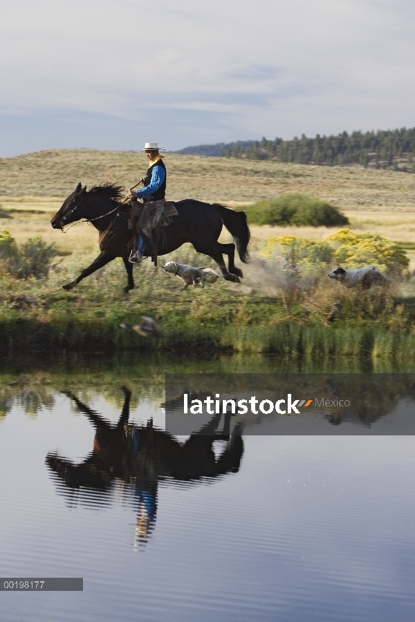 Cowboy montando un caballo doméstico (caballus de Equus) al lado del estanque con dos perros, Oregon