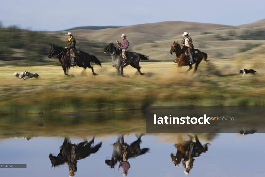 Vaqueros a caballo grupo de caballo doméstico (caballus de Equus) al lado de la laguna con los perro