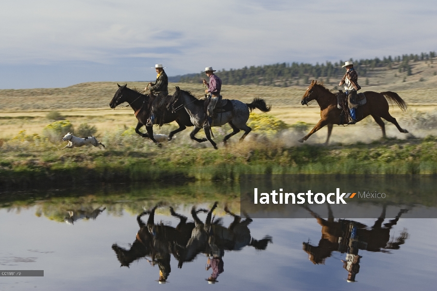 Vaqueros a caballo grupo de caballo doméstico (caballus de Equus) al lado de la laguna con los perro