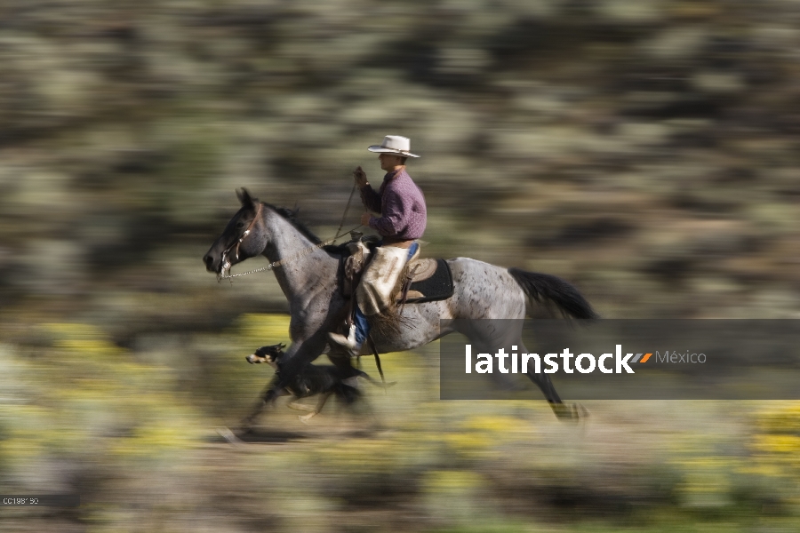 Cowboy montando un caballo doméstico (caballus de Equus) al lado del estanque con dos perros, Oregon