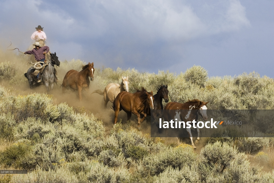 Vaqueros pastoreando un grupo de caballo doméstico (caballus de Equus) a través de Artemisa, Oregon