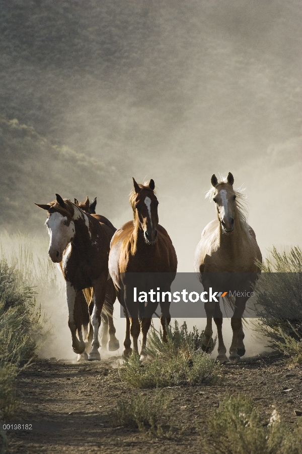 Grupo de (Equus caballus) caballo doméstico de cuatro acercándose a cámara, Oregon