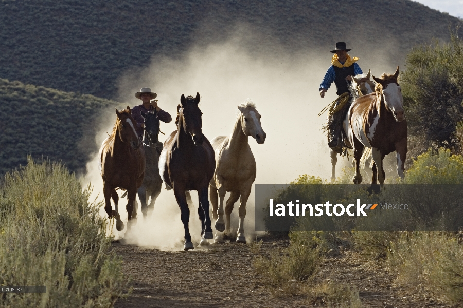 Grupo doméstico de caballo (Equus caballus) conducido por vaqueros, Oregon