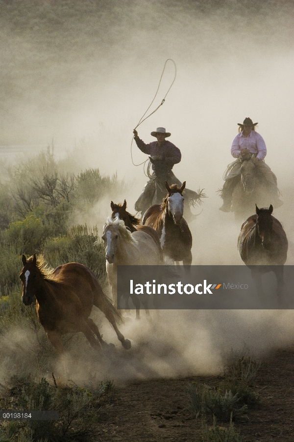 Grupo doméstico de caballo (Equus caballus) conducido por cowboy y cowgirl, Oregon