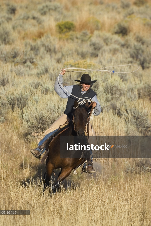 Vaquera caballo doméstico (caballus de Equus) con un lazo, Oregon