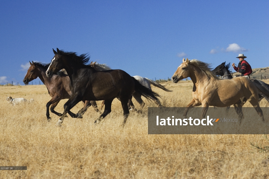 Manada de caballo (Equus caballus) doméstico impulsado por vaquero, Oregon