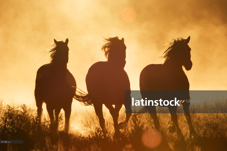 Nacional trio de (Equus caballus) caballo corriendo al atardecer, Oregon