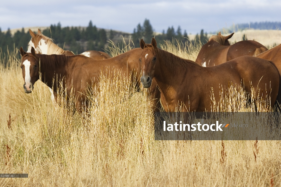 Manada de caballo (Equus caballus) nacional de pastoreo en pasto, Oregon