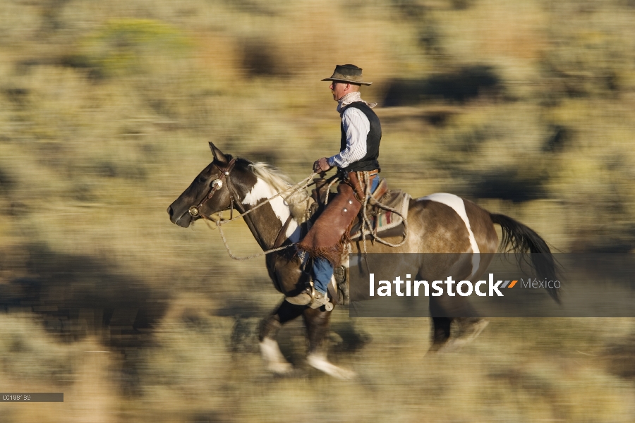 Vaquero caballo caballo doméstico (caballus de Equus) por campo, Oregon