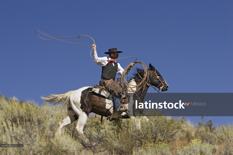 Vaquero con lazo en el caballo doméstico (caballus de Equus) a través del campo, Oregon