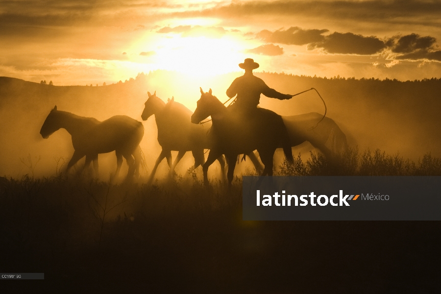 Vaquero con lazo de pastoreo grupo caballo doméstico (caballus de Equus) al atardecer, Oregon