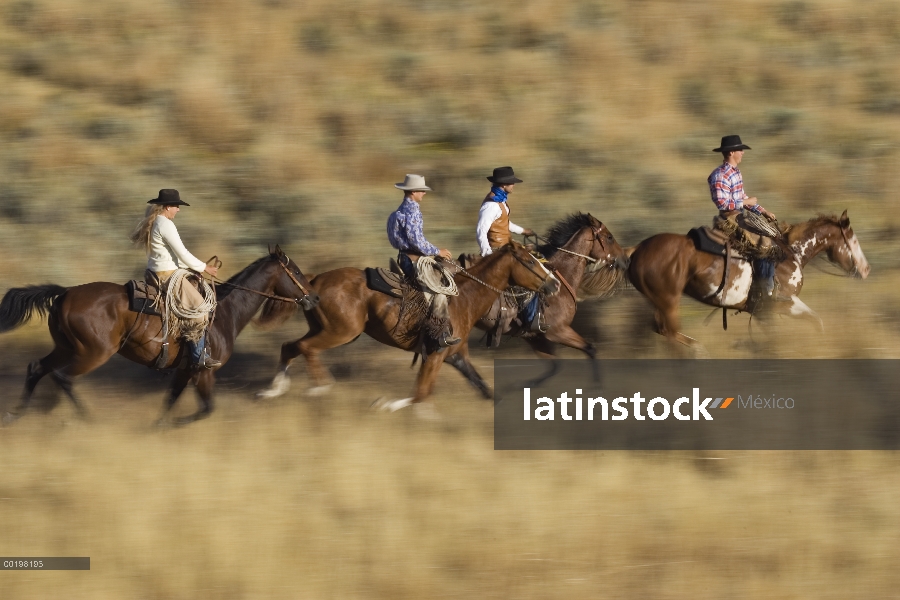 Vaqueros y una vaquera montando par de caballo doméstico (caballus de Equus) a través del campo, Ore