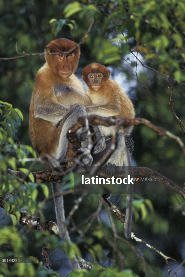 Proboscis Monkey (Nasalis larvatus) madre y el bebé, en peligro de extinción, Borneo