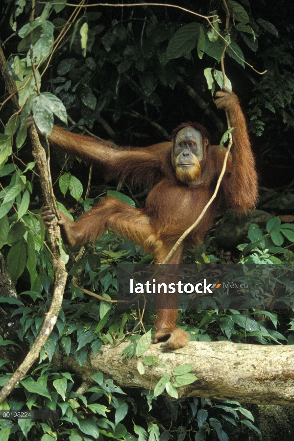 Orangután (Pongo pygmaeus) macho en árboles, en peligro de extinción, Parque Nacional de Gunung Leus