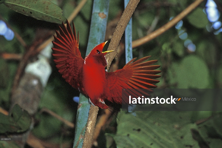 Hombre rey pájaro del paraíso (Cicinnurus regius) mostrando, Isla Salawati, Irian Jaya, west Papua, 