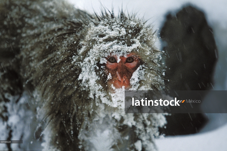 Macaco japonés (Macaca fuscata) cubierto de nieve, montan@as japonesas cerca de Nagano, Japón