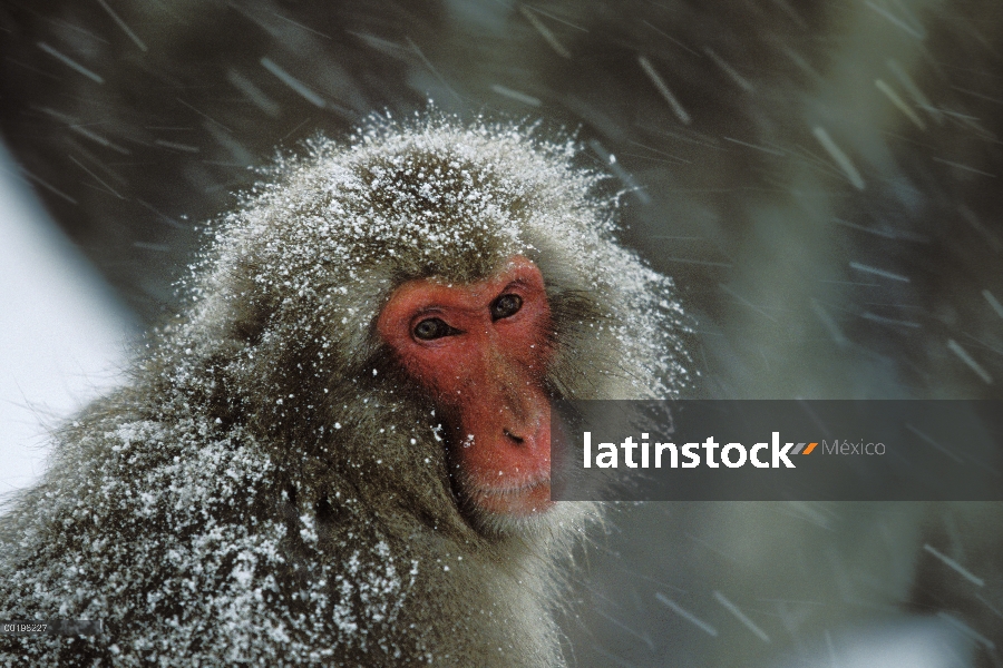 Macaco japonés (Macaca fuscata) cubierto de nieve, montan@as japonesas cerca de Nagano, Japón