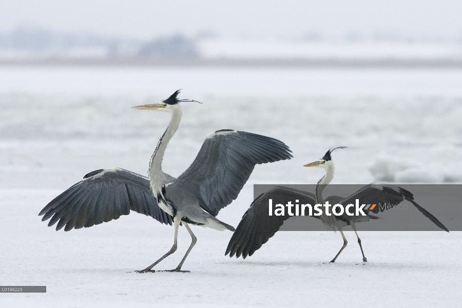 Gris par de garzas (Ardea cinerea) en invierno, Usedom, Alemania