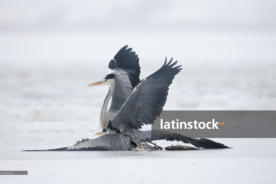 Par de garzas (Ardea cinerea) lucha, Usedom, Alemania