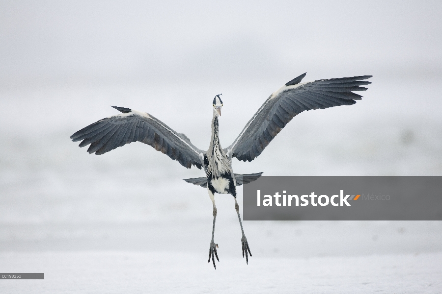 Heron gris (Ardea cinerea), aterrizaje, Usedom, Alemania