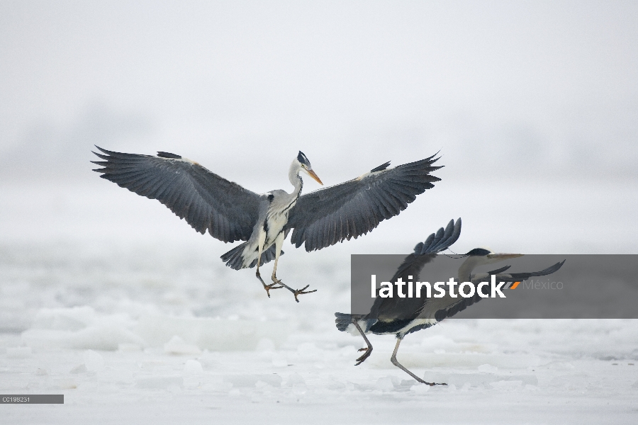 Par de garzas (Ardea cinerea) lucha, Usedom, Alemania