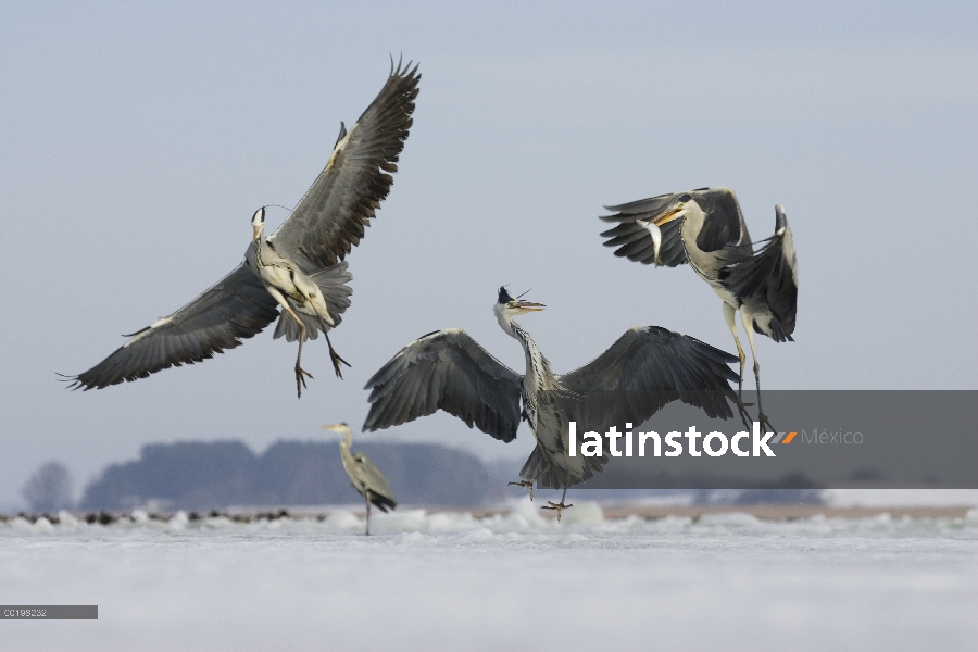 Trío de Heron gris (Ardea cinerea) peleando por pescado, Usedom, Alemania