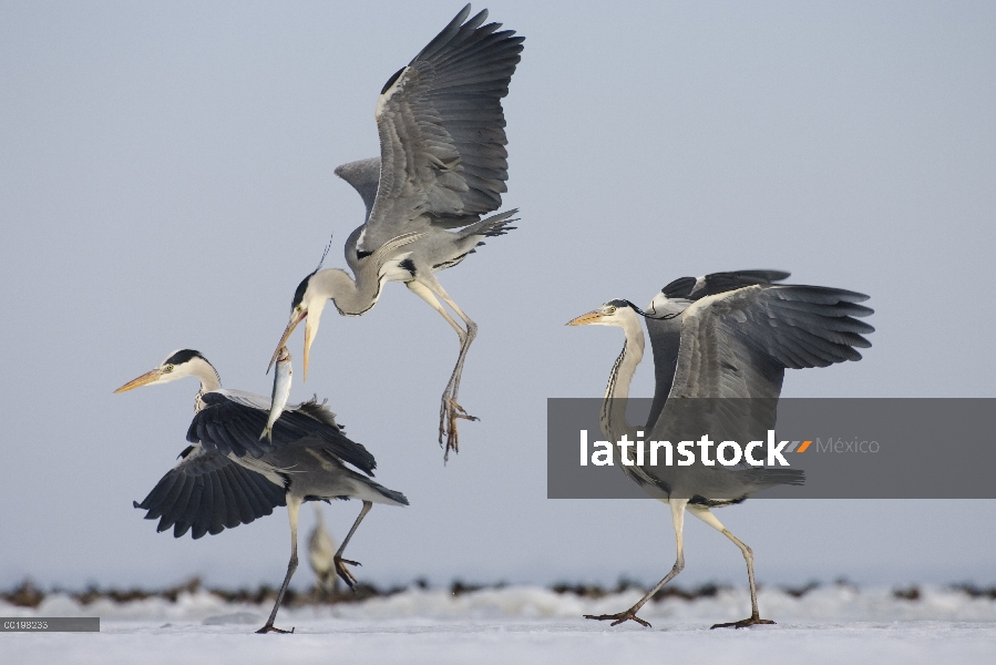 Trío de Heron gris (Ardea cinerea) peleando por pescado, Usedom, Alemania