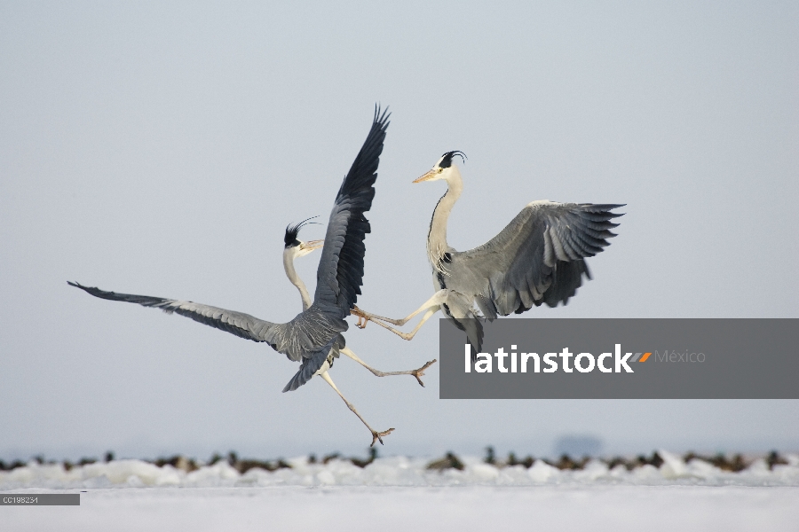 Par de garzas (Ardea cinerea) lucha, Usedom, Alemania