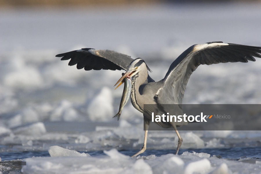 Heron gris (Ardea cinerea) con peces capturados, Usedom, Alemania